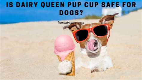 Is Dairy Queen Pup Cup Dog Safe 9 Clear Facts 2025