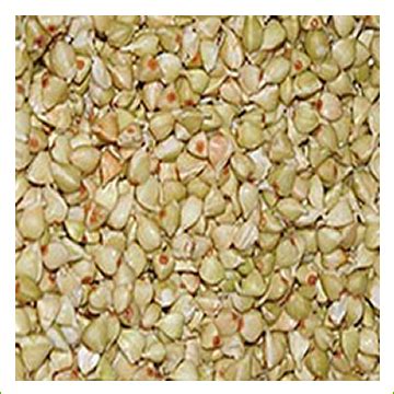 Buckwheat Sprouted – Sprout Master