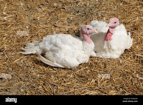 Turkey Broad Breasted White Stock Photo Alamy