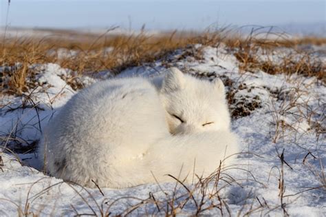 Raposa do ártico vulpes lagopus na tundra wilde raposa do ártico