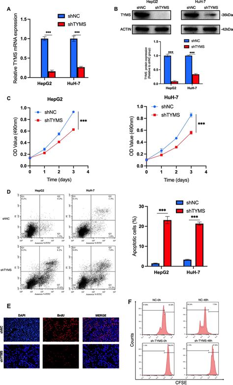 Tyms Knockdown Inhibited Hcc Cell Proliferation And Promoted Apoptosis