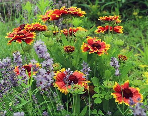 Blanketflower Gaillardia Aristata Packet Of 25 Seeds With Etsy