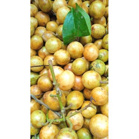 Jual buah menteng | Shopee Indonesia