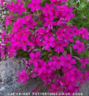 Purple Flowers Are Growing Out Of The Rocks