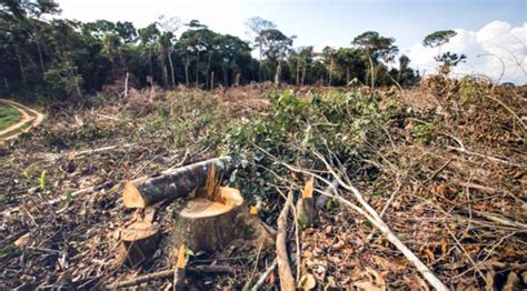 Desmatamento aumenta 9 5 em 2020 e índice é o maior desde 2008 aponta