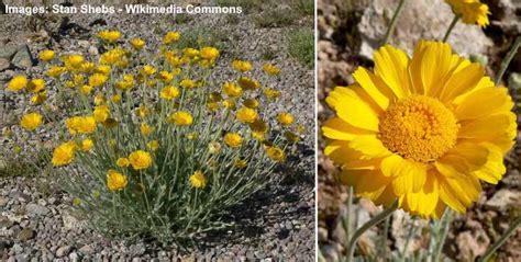 18 Desert Flowers With Pictures And Names Identification Guide