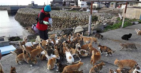 Visitare Aoshima La Celebre Isola Dei Gatti A Sud Del Giappone