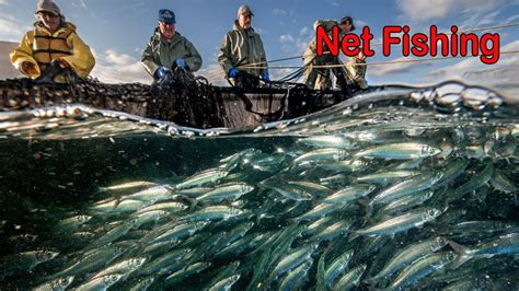 Amazing Net Fishing Herring In The Deep Sea Net Fishing Catch