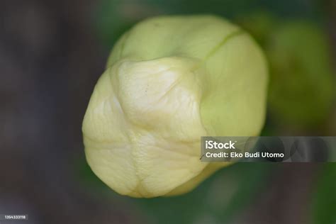 Solandra Grandiflora Chalicevine Mencolok Atau Papaturra Foto Stok