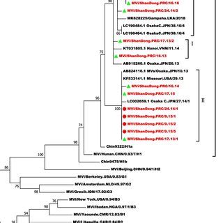 Molecular Phylogenetic Analysis By Maximum Likelihood Method The