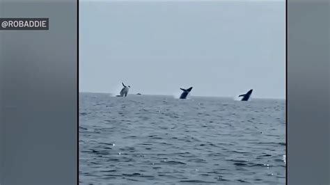 Synchronized swimmers: See an incredible triple whale breach – NBC Boston