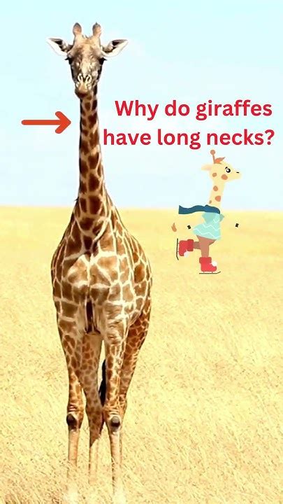 Why Do Giraffes Have Long Necks Youtube