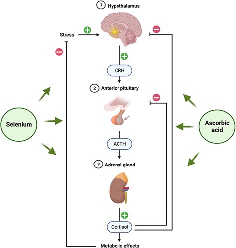 Hypothalamic Pituitary Adrenal Hpa Axis And Role Of Selenium And