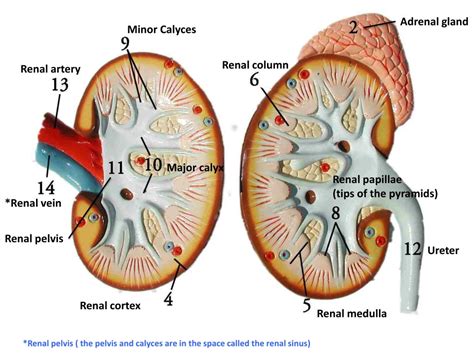 PPT - Renal capsule PowerPoint Presentation, free download - ID:2998332