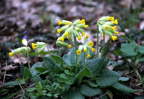 Flowers Primroses Nature Free Photo On Pixabay Pixabay