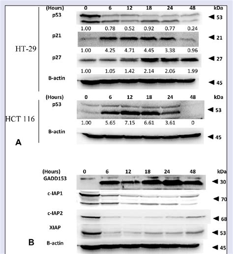 A Effect Of Fkc On The Protein Levels Of P53 P21 And P27 In Ht 29 Download Scientific