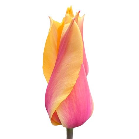 Garden tulip flower transparent 23369509 PNG