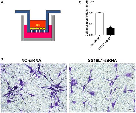 Frontiers Transcription Factor Ss L Regulates The Proliferation