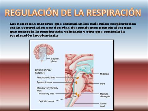 FisiologÍa MÉdica RegulaciÓn De La RespiraciÓn