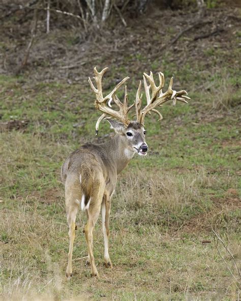 Trophy Whitetail Deer Buck with Amazing Antlers Stock Photo - Image of ...