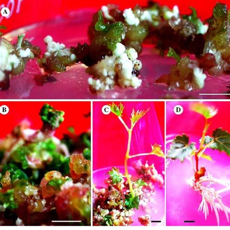 Somatic Embryogenesis And Plantlet Regeneration From Immature Zygotic