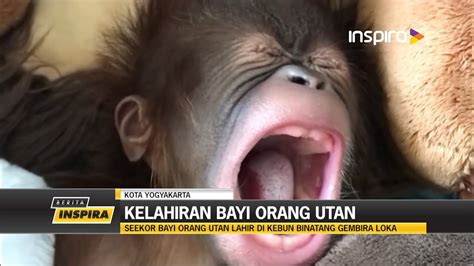 Seekor Bayi Orang Utan Lahir Di Kebun Binatang Gembira Loka YouTube