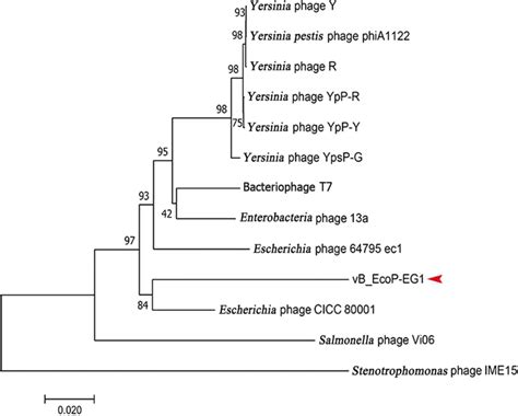 Phylogenetic Tree Based On Whole Genome Sequence Comparisons Of