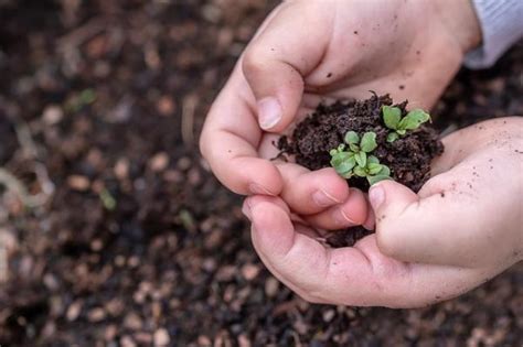 Conservaci N Y Protecci N Del Medio Ambiente Importancia Y Medidas