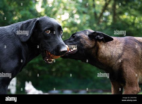 Black labrador retriever and belgian malinois shepherd dogs tugging ...