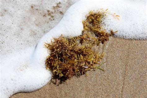 Great Atlantic Sargassum Belt: Everything You Need To Know