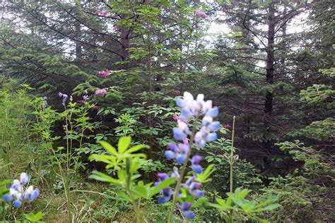 Is Iceland to Cold to Grow Forests? - NAT