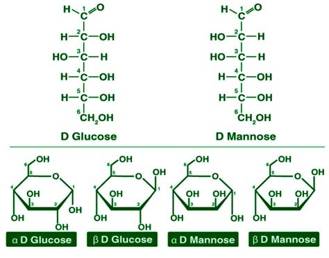 Carbohydrates Definition Classification Sources Importance Geeksforgeeks