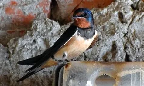 Burung Walet Klasifikasi Ciri Ciri Jenis Cara Budidaya Peran