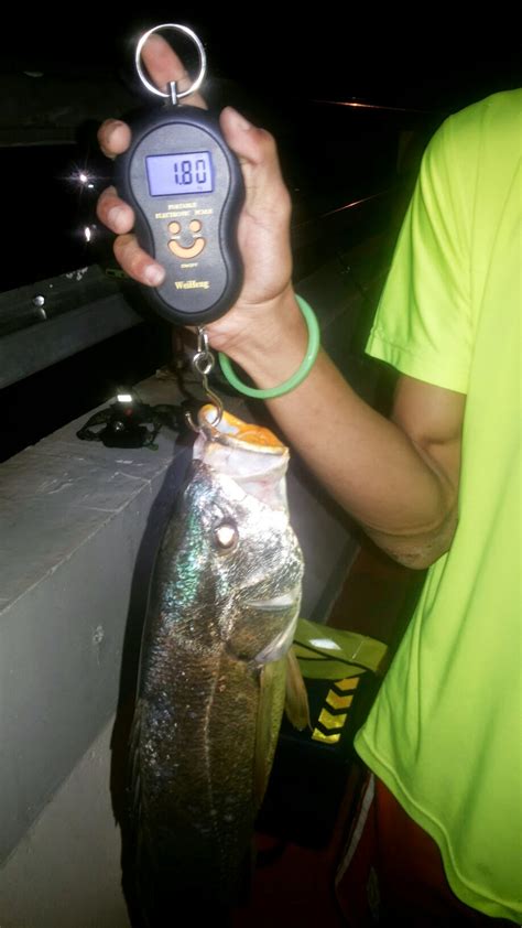 Fishing Adventurers In Brunei Waters Tirusan Jambatan Rasau