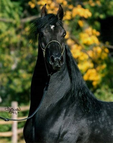 Hughes Arabians :: Arabian Horses, Stallions, Farms, Arabians, Horses ...