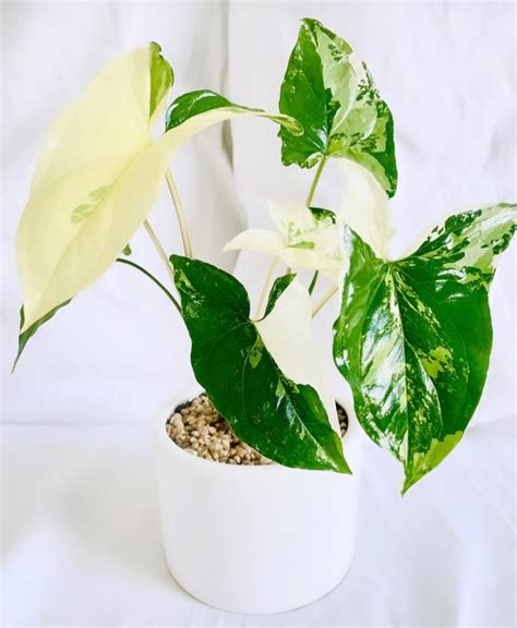 Syngonium Marmolado Comprar En Maih Deco