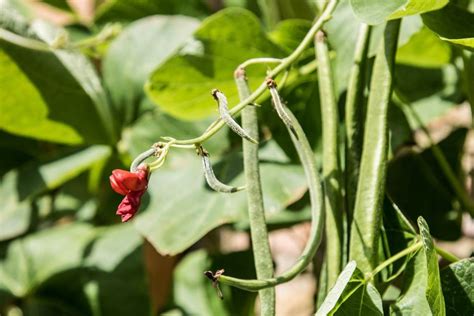 Beans Diseases Pests And Control Methods Agri Farming