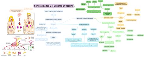 Fisiología Basica 1 Sistema Endocrino Generalidades