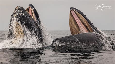 Whale watching and boat tours, San Luis Obispo, Pismo Beach, Avila ...