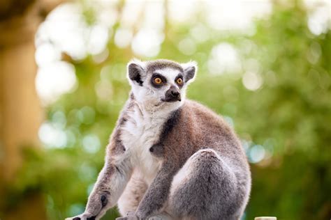 Madagascar tour guide - Madagascar Lemur Tour & Guide