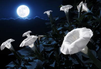 Night Blooming Plants - How To Create Evening Beauty In The Landscape