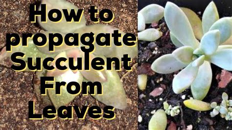 Grow Succulents From Leaves How To Propagate Succulents From Leaves Youtube