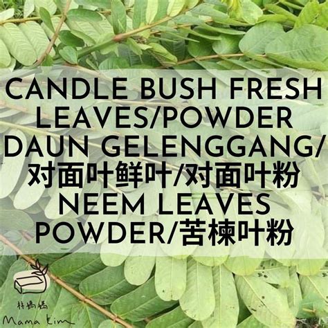 Candle Bush Powder Neem Powder Serbuk Daun Gelenggang Herbal