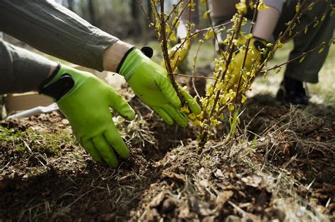 The Magic Of Mulching How To Protect And Nourish Your Garden Beds