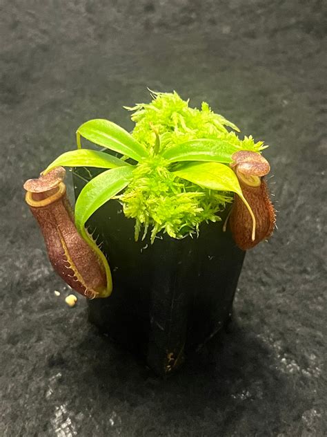 Nepenthes Mira X Tenuis Be 4070 Pitcher N Moss