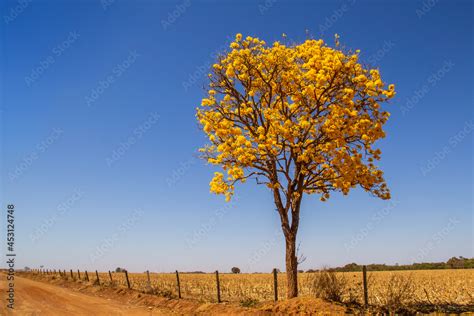 Um Ip Amarelo Florido C U Azul Ao Fundo Stock Photo Adobe Stock