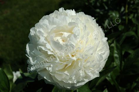 The Bowl Of Cream Peony Adelman Peony Gardens