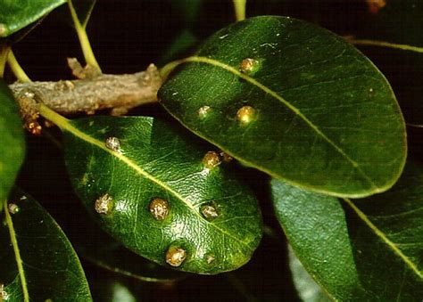 Sideroxylon inerme (White Milkwood)