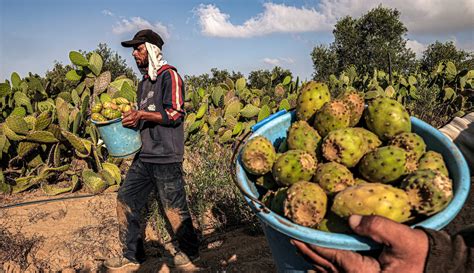 Mengenal Buah Kaktus Pir Berduri Yang Kaya Manfaat Foto Liputan