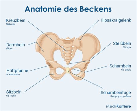 Becken Anatomie Ebenen Und Schmerzen Medi Karriere